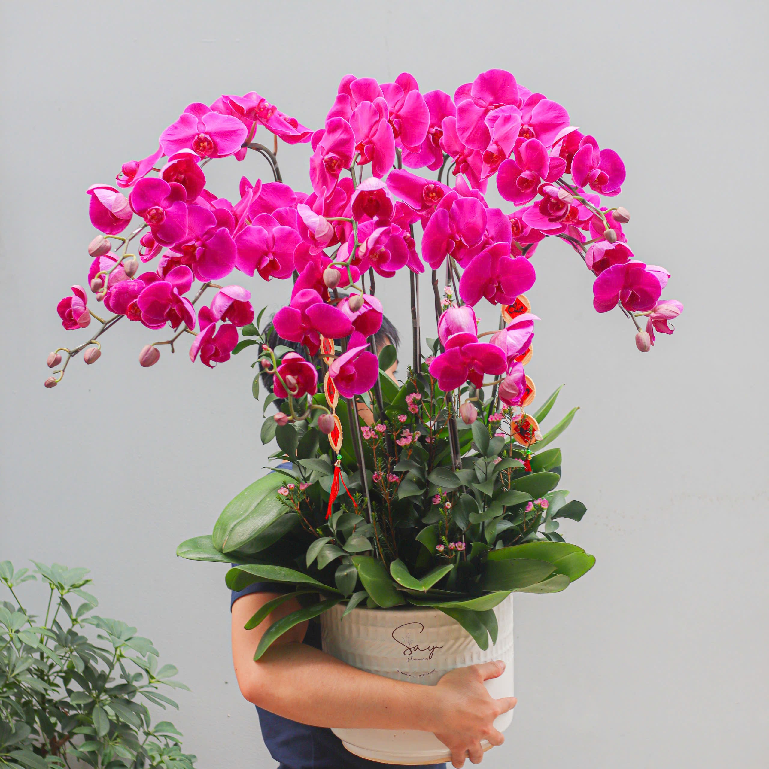 Lan Hồ Điệp 1