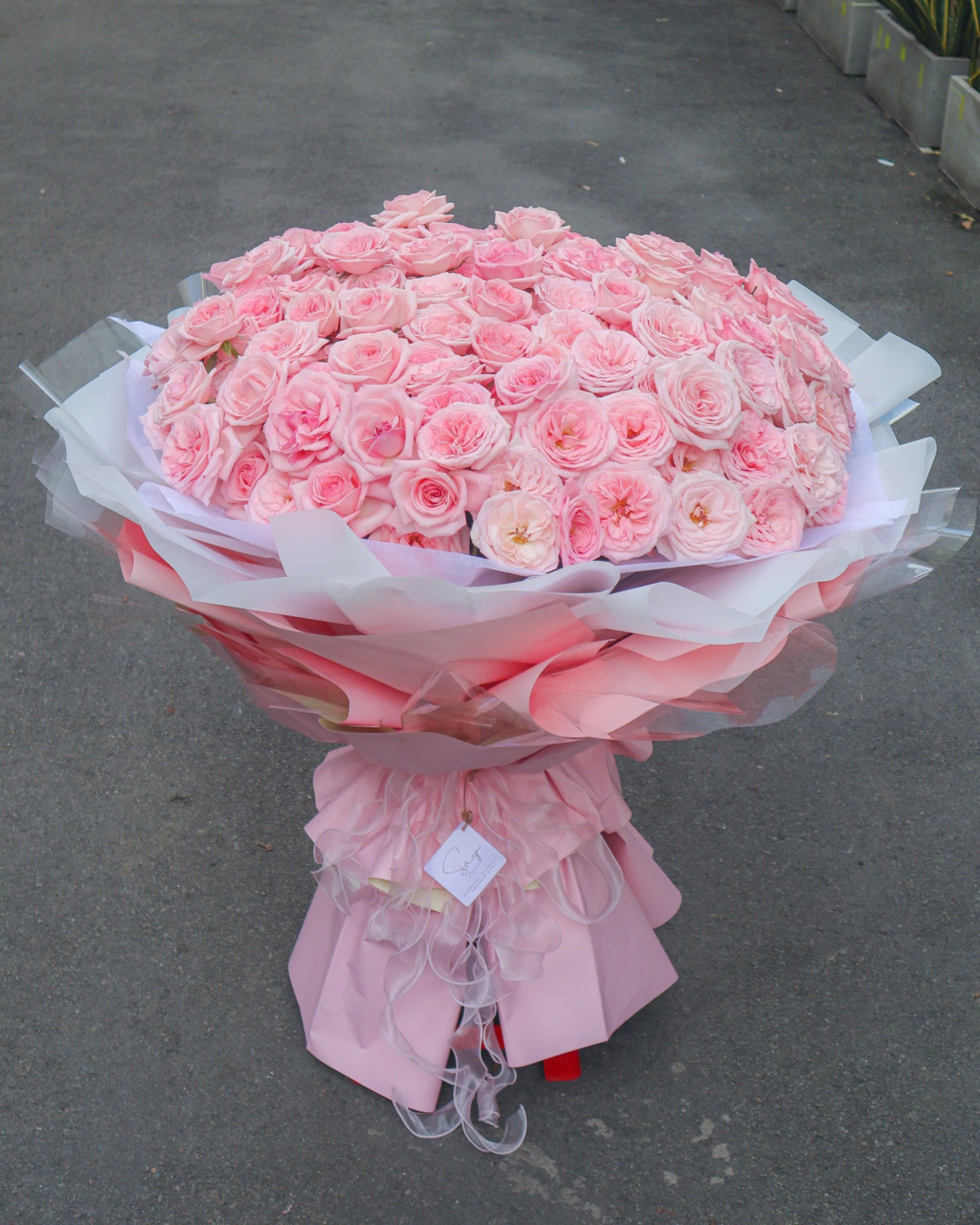 200 bông ohara hồng 3
