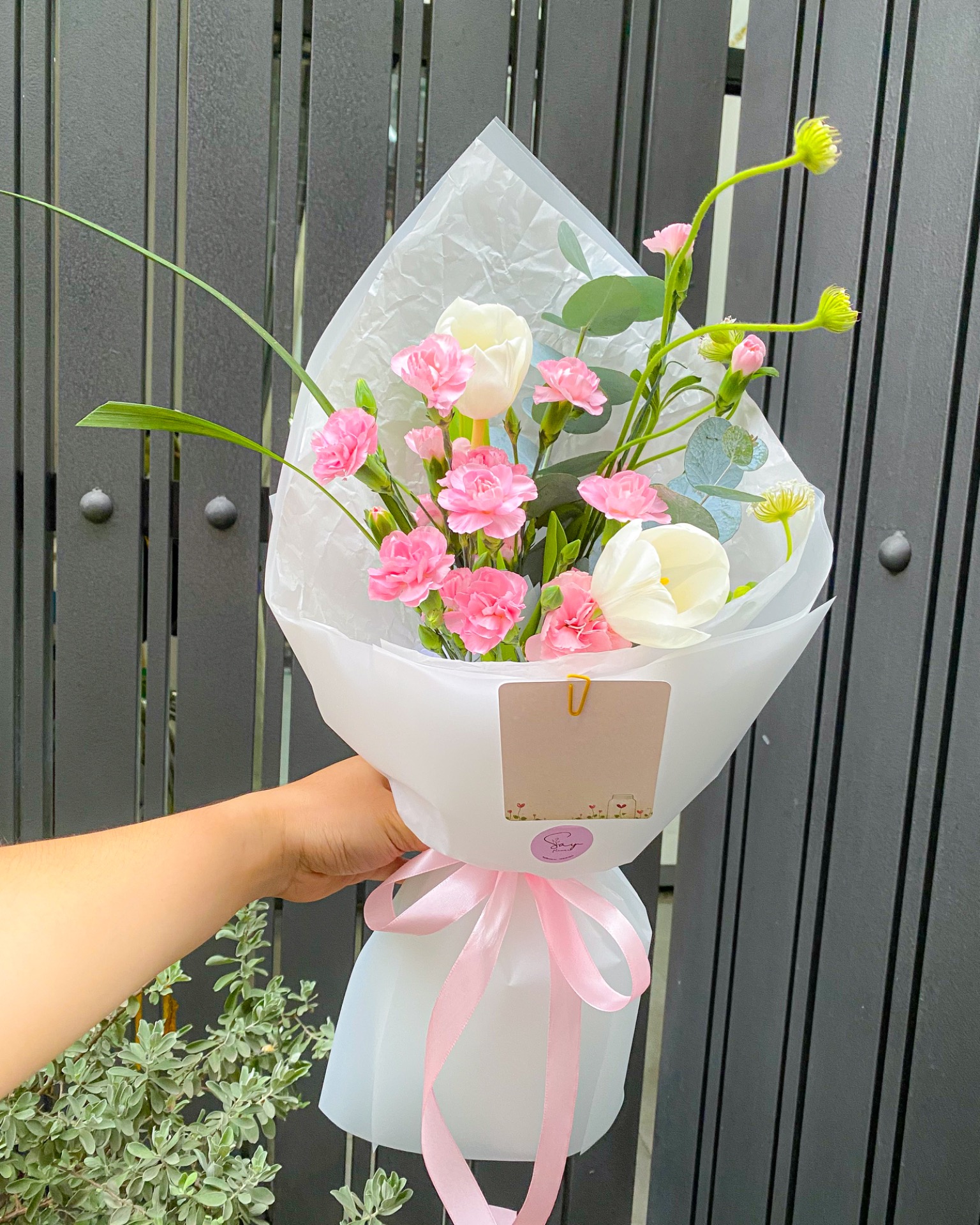 2 Tulip vs cẩm chùm 4