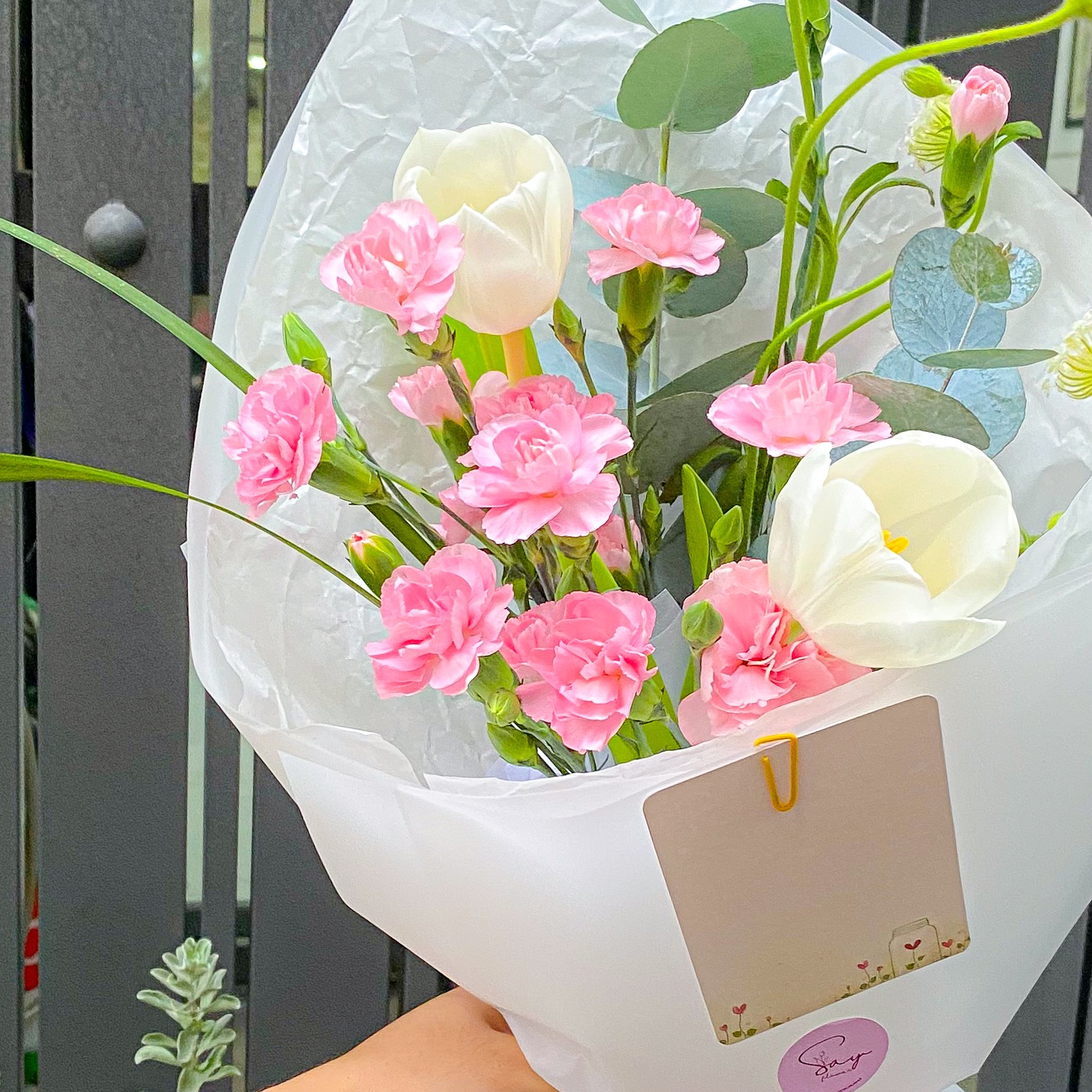 2 Tulip vs cẩm chùm 2