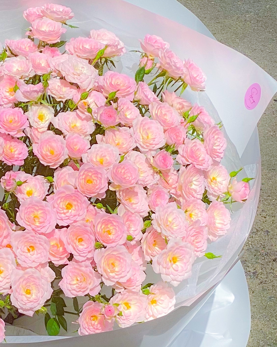 Hồng Chùm Công Chúa 2