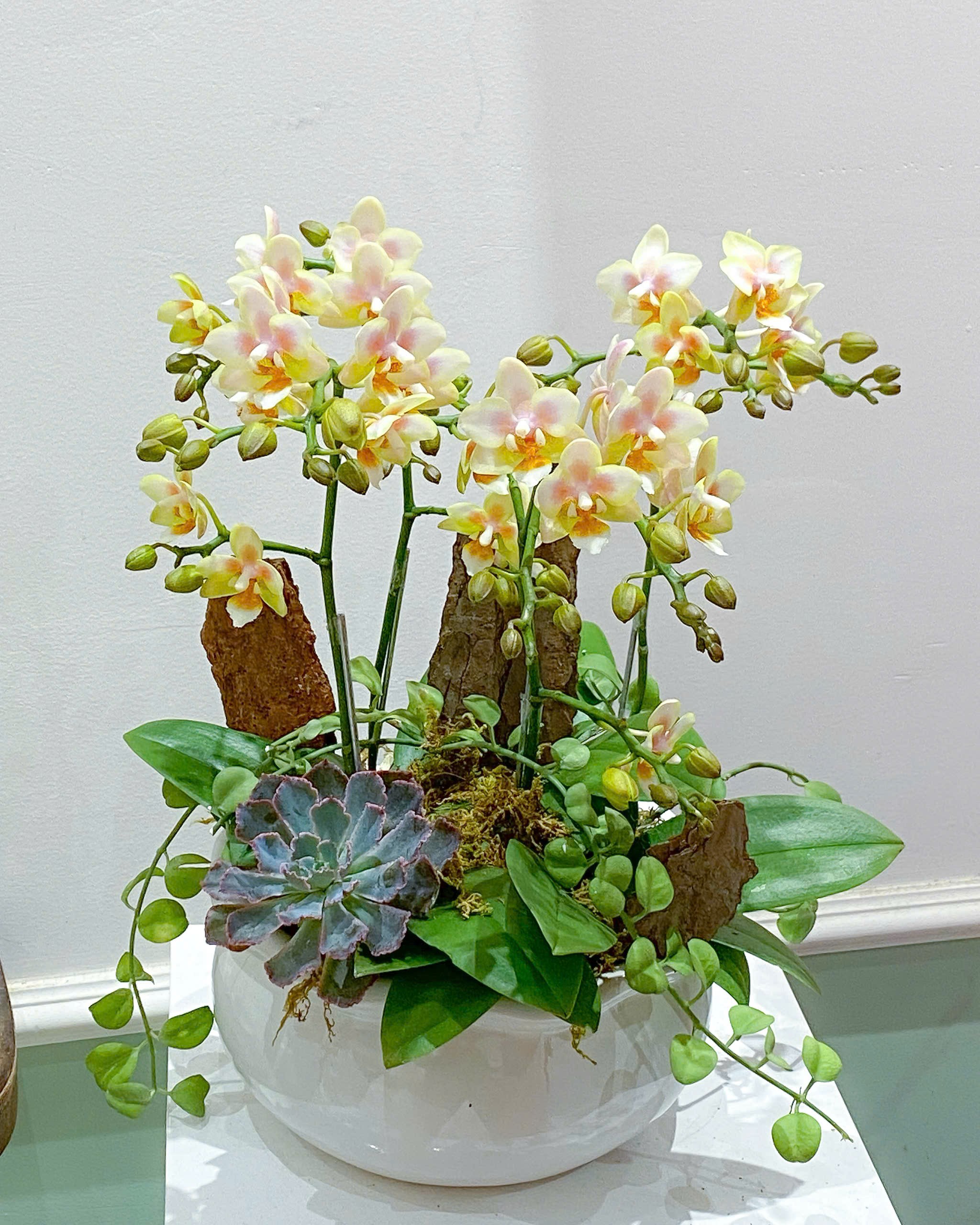 Lan Hồ Điệp 2